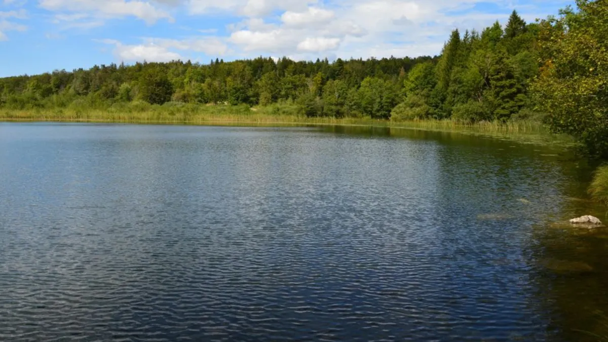 forest lake