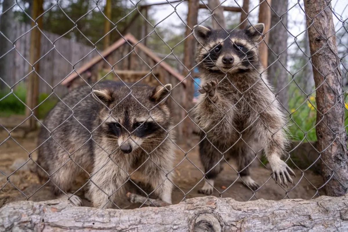 raccoon city