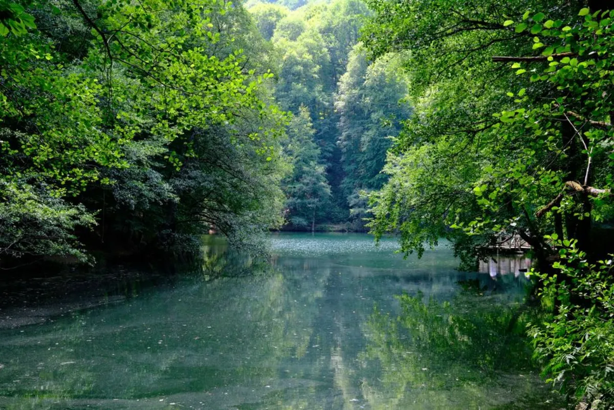 forest lake