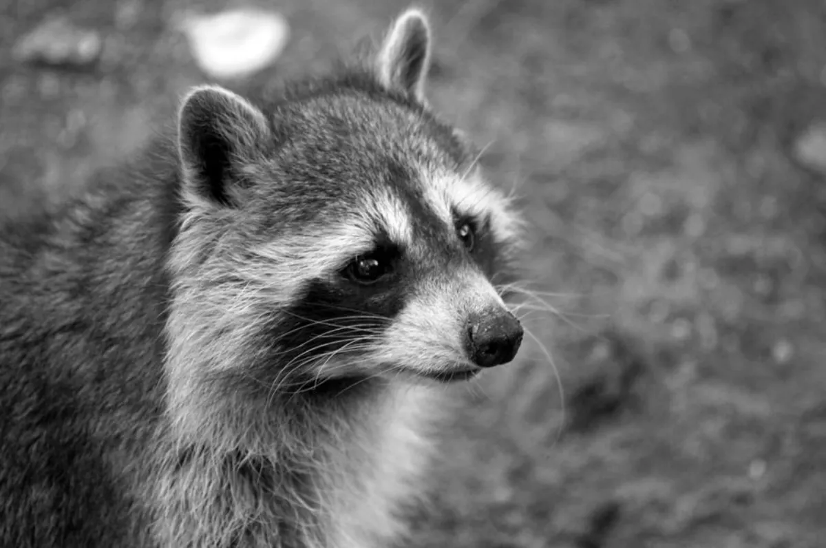 raccoon city