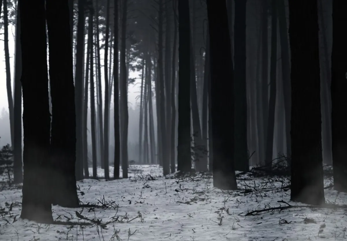 dark forest